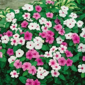 Vinca rose