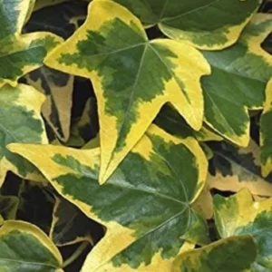 Wall creeper variegated  yellow creeper