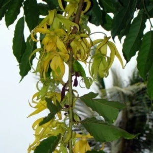 Ylang ylang dwarf shurb