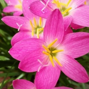 Zephyr lilly creeper