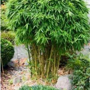Bushy bamboo