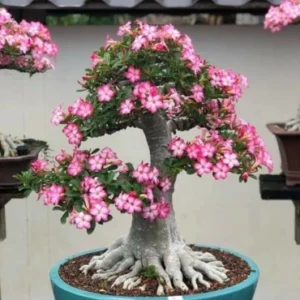 Bonsai 3