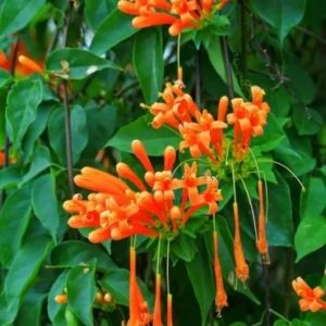 Bignonia vernista climber