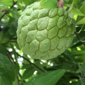 Custard Apple
