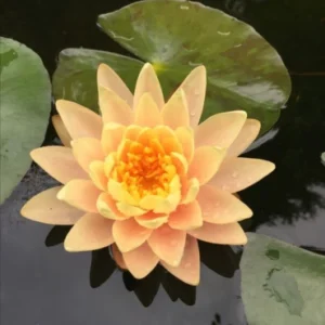 Orange Water Lily
