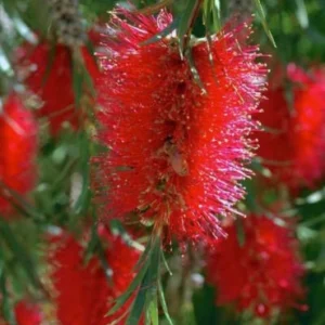 Bottle brush red shrub