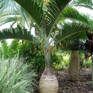 Champion palm