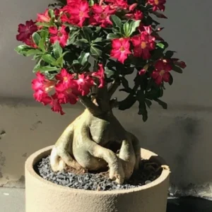 Bonsai 4