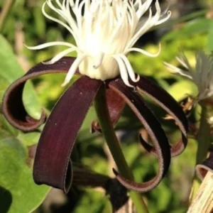 Clematis gloriana climber