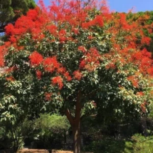 Branchychiton Acerifolius