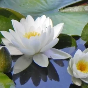 White Lotus