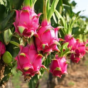 Dragon fruit
