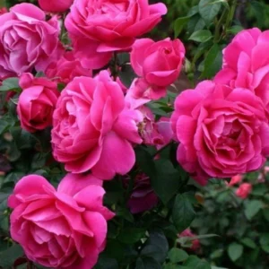 Heirloom roses