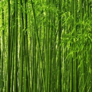 Green bamboo
