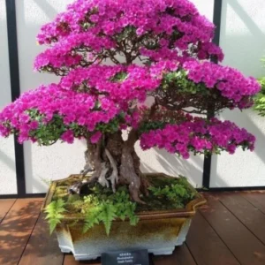 Bonsai 5