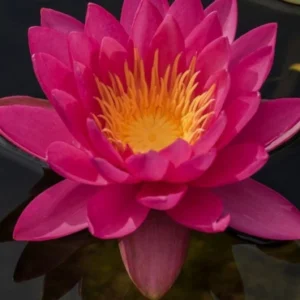 Pink Water Lily
