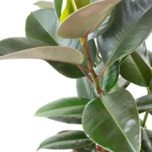 Ficus cocoloba climber