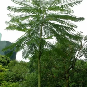 Brazilian Fern