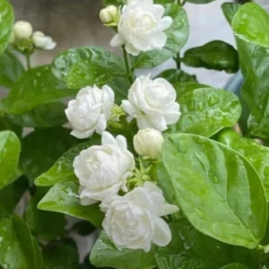 Jasmine