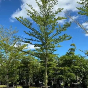 Terminalia Mantaly green