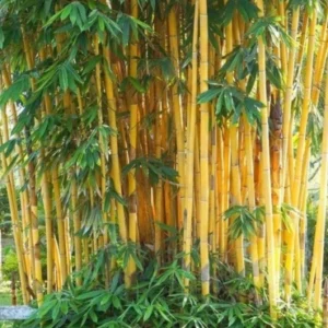 Golden Bamboo