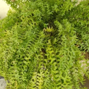 Fishtail fern climber