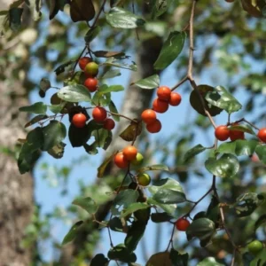 Indian cherry