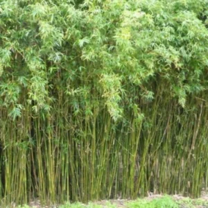 Multiplex gold Bamboo