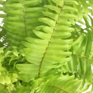 Gold fern climber