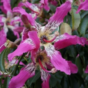 Chorisia speciosa Grafted