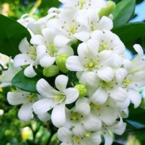 Murraya exotica Mano kamini