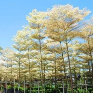 Terminalia Mantaly variegated