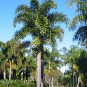 Foxtail palm