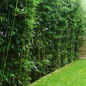 Multiplex green Bamboo