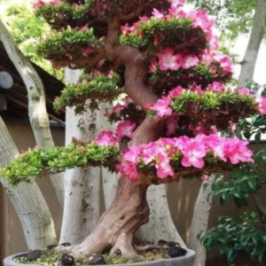Bonsai 7