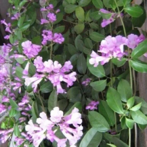 Garlic creeper  climber