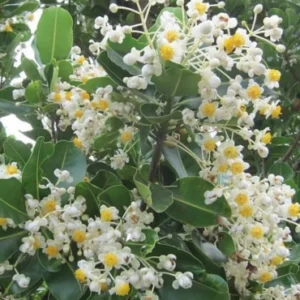 Calophyllum innophyllum