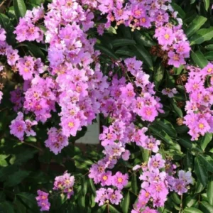Tree flower  (largerstroemia speciosa)