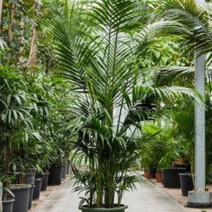 Kentia Palm