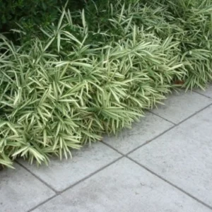 Variegated Japanese Bamboo
