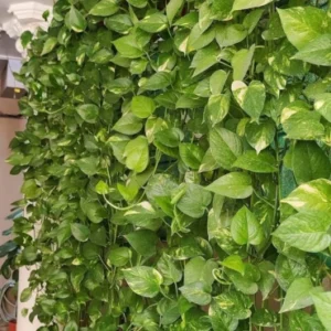 Green wall creeper
