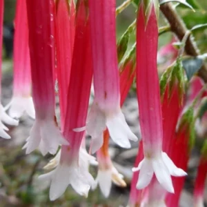 Epacris longiflora