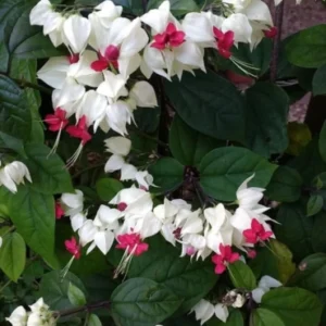 Thamsonia Bleeding Heart flower